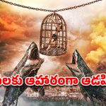OTT Movie : అమ్మాయిని తాళ్లతో కట్టేసి సముద్రంలోకి తోసే సైకోలు… ఆమె ఇచ్చే ట్విస్టుకు ఒక్కొక్కడి ఫ్యూజులు అవుట్