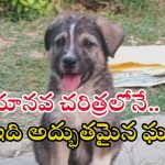 Great Dog: గ్రేట్ కుక్క.. క్షణాల్లో 63 మంది ప్రాణాలను?
