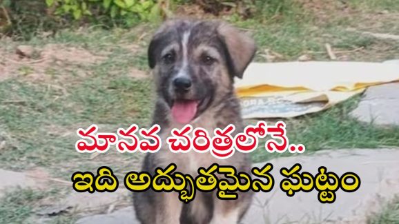 Great Dog: గ్రేట్ కుక్క.. క్షణాల్లో 63 మంది ప్రాణాలను?