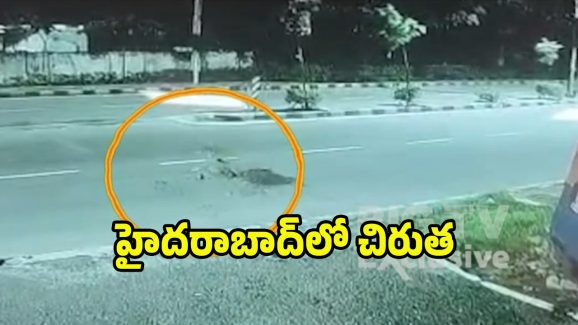 Cheetah Video Viral: గోల్కొండలో చిరుత సంచారం… సోషల్ మీడియాలో వీడియో వైరల్