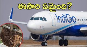 IndiGo flight: ఇండిగో విమానానికి తేనెటీగల సెగ.. ఏం జరిగింది?