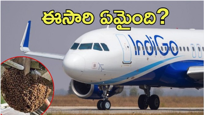 IndiGo flight: ఇండిగో విమానానికి తేనెటీగల సెగ.. ఏం జరిగింది?