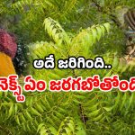 Veerabrahmam Kalagnanam: ఏపీలో వండర్.. వేపచెట్టుకు వింత పువ్వు.. కాలజ్ఞానంలో చెప్పింది ఇదేనా?