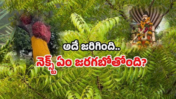 Veerabrahmam Kalagnanam: ఏపీలో వండర్.. వేపచెట్టుకు వింత పువ్వు.. కాలజ్ఞానంలో చెప్పింది ఇదేనా?