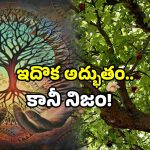 Kalpavriksha Joshimath: 2500 ఏళ్ల చెట్టు.. పక్షి వాలితే ఒట్టు.. ఎక్కడో కాదు ఇక్కడే!