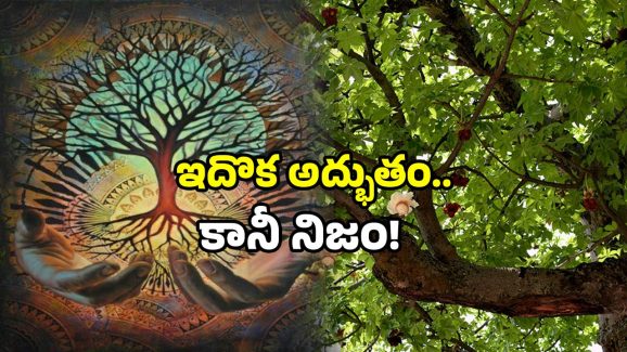 Kalpavriksha Joshimath: 2500 ఏళ్ల చెట్టు.. పక్షి వాలితే ఒట్టు.. ఎక్కడో కాదు ఇక్కడే!