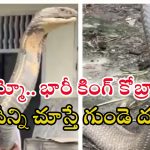 King Cobra Video: 18 అడుగుల కింగ్ కోబ్రాను చేతితో ఎలా పట్టుకున్నాడో చూడండి.. వీడియో వైరల్