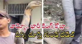 King Cobra Video: 18 అడుగుల కింగ్ కోబ్రాను చేతితో ఎలా పట్టుకున్నాడో చూడండి.. వీడియో వైరల్