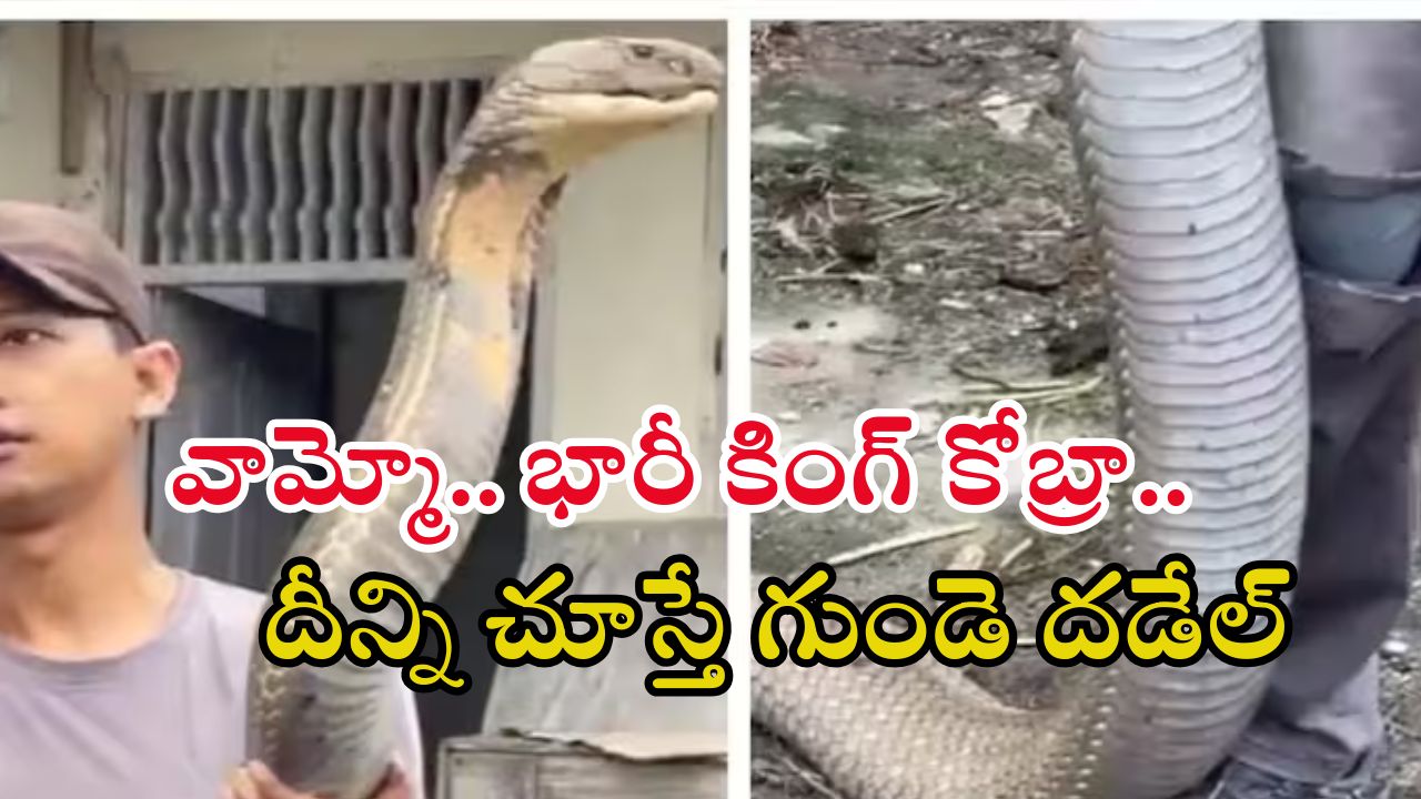 King Cobra Video: 18 అడుగుల కింగ్ కోబ్రాను చేతితో ఎలా పట్టుకున్నాడో చూడండి.. వీడియో వైరల్