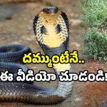 King Cobra Rescue Video: ఇదేం కింగ్ కోబ్రా బాబోయ్.. ఆ లేడీ ఆఫీసర్ గుండె గట్టిదే.. వీడియో చూస్తే వణుకుడే!
