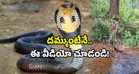 King Cobra Rescue Video: ఇదేం కింగ్ కోబ్రా బాబోయ్.. ఆ లేడీ ఆఫీసర్ గుండె గట్టిదే.. వీడియో చూస్తే వణుకుడే!