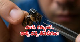 Lightest brain chip: తేనెటీగలకు బ్రెయిన్ చిప్.. ఎలా చెప్తే అలా వింటాయట!