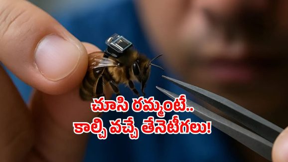 Lightest brain chip: తేనెటీగలకు బ్రెయిన్ చిప్.. ఎలా చెప్తే అలా వింటాయట!