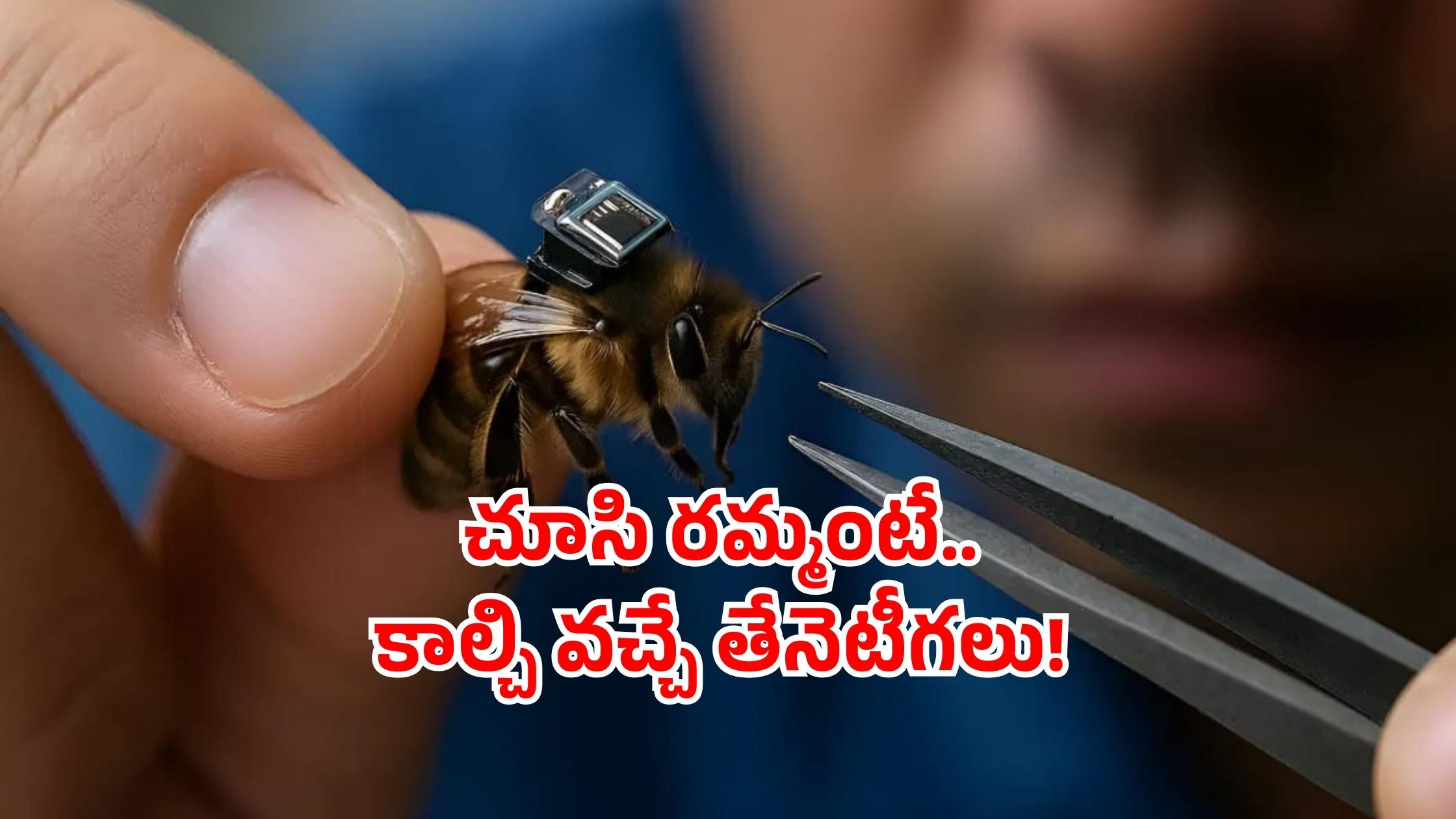 Lightest brain chip: తేనెటీగలకు బ్రెయిన్ చిప్.. ఎలా చెప్తే అలా వింటాయట!