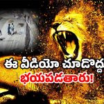 Lion attack viral video: పెంట చేసిన పెంపుడు సింహం.. సిటీ నడిబొడ్డులో జనాలపై దాడి