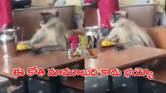 Monkey Video Viral: హోటల్‌లో టిఫిన్ చేసిన కోతి.. సోషల్ మీడియాలో వీడియో వైరల్