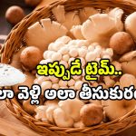 Mushrooms identification: వర్షాకాలంలో పుట్టగొడుగుల సందడి.. ఎక్కడ దొరుకుతాయి? ఎలా గుర్తించాలి?