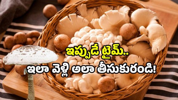Mushrooms identification: వర్షాకాలంలో పుట్టగొడుగుల సందడి.. ఎక్కడ దొరుకుతాయి? ఎలా గుర్తించాలి?