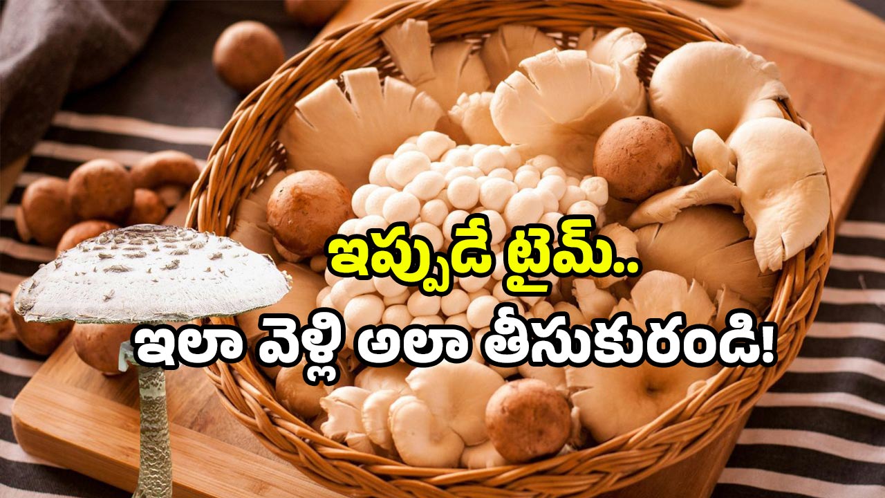 Mushrooms identification: వర్షాకాలంలో పుట్టగొడుగుల సందడి.. ఎక్కడ దొరుకుతాయి? ఎలా గుర్తించాలి?