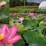Wular Lake Lotus: 30 ఏళ్ల తరువాత మళ్లీ వికసించిన కమలం.. ఆనందంలో మురిసిపోతున్న కశ్మీర్ రైతులు