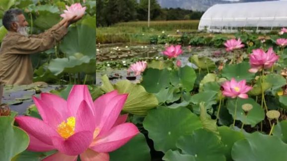 Wular Lake Lotus: 30 ఏళ్ల తరువాత మళ్లీ వికసించిన కమలం.. ఆనందంలో మురిసిపోతున్న కశ్మీర్ రైతులు