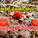 Nature Wonders Telangana: ఇవేం పురుగులు.. ఆ జిల్లాలో ఒకటే సందడి.. ఎందుకింత స్పెషల్?