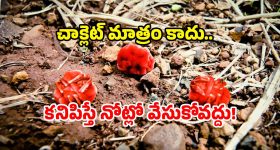 Nature Wonders Telangana: ఇవేం పురుగులు.. ఆ జిల్లాలో ఒకటే సందడి.. ఎందుకింత స్పెషల్?