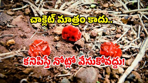 Nature Wonders Telangana: ఇవేం పురుగులు.. ఆ జిల్లాలో ఒకటే సందడి.. ఎందుకింత స్పెషల్?