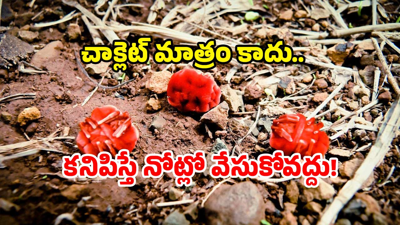 Nature Wonders Telangana: ఇవేం పురుగులు.. ఆ జిల్లాలో ఒకటే సందడి.. ఎందుకింత స్పెషల్?