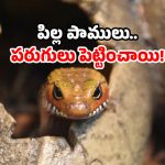 Poisonous snake news: పాముల వలయంలో ఆ గ్రామం.. విషనాగు గుడ్ల కలకలం.. అసలేం జరిగిందంటే?