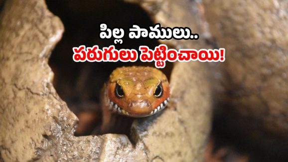 Poisonous snake news: పాముల వలయంలో ఆ గ్రామం.. విషనాగు గుడ్ల కలకలం.. అసలేం జరిగిందంటే?