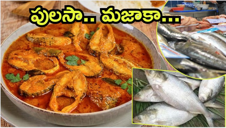 Pulasa Fish: యానాంలో పులస చేప హంగామా.. రికార్డు స్థాయిలో ధర, తెలిస్తే నోరెళ్ల బెట్టాల్సిందే