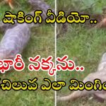 Python Viral Video: భారీ నక్కను మింగేసి.. బయటకు కక్కేసిన కొండచిలువ, వీడియో వైరల్