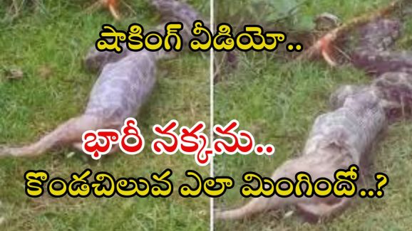 Python Viral Video: భారీ నక్కను మింగేసి.. బయటకు కక్కేసిన కొండచిలువ, వీడియో వైరల్