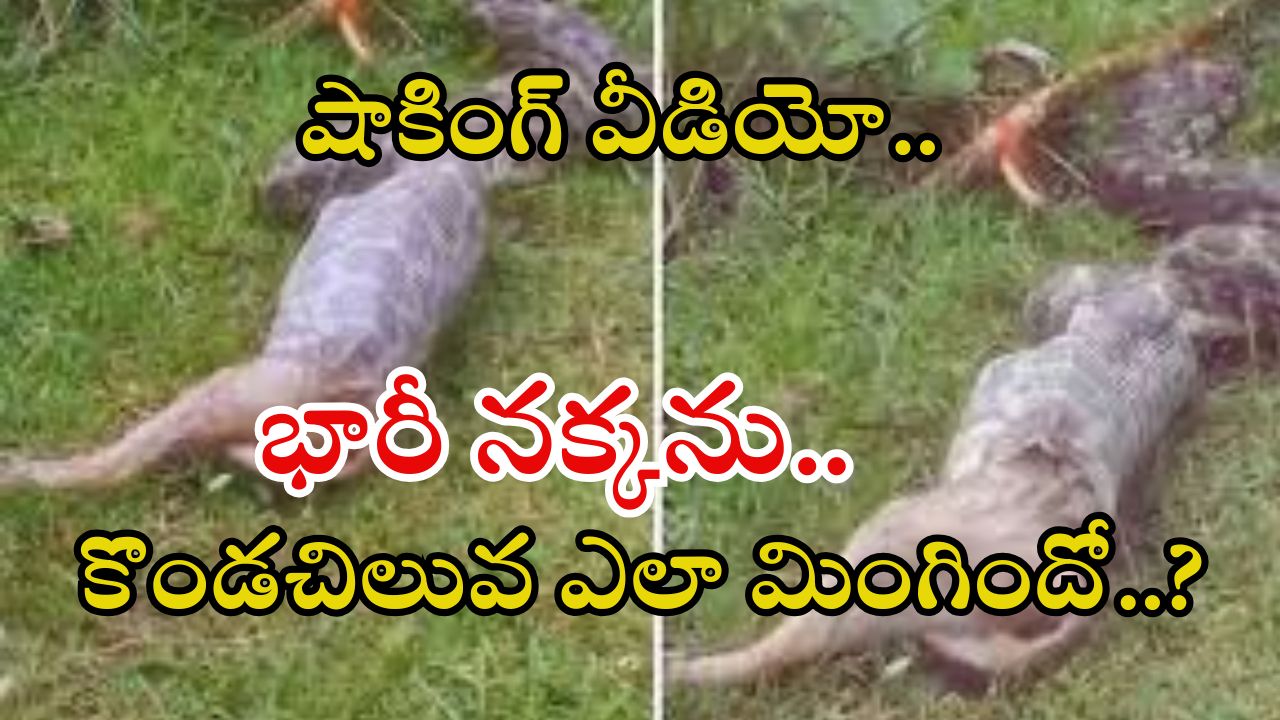 Python Viral Video: భారీ నక్కను మింగేసి.. బయటకు కక్కేసిన కొండచిలువ, వీడియో వైరల్
