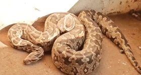 Python Video: పొలంలో కదలలేని స్థితిలో భారీ కొండచిలువ.. డౌట్ వచ్చి పొట్టను చీల్చి చూడగా..!