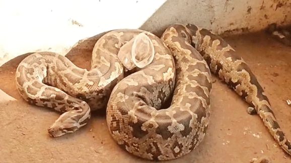 Python Video: పొలంలో కదలలేని స్థితిలో భారీ కొండచిలువ.. డౌట్ వచ్చి పొట్టను చీల్చి చూడగా..!