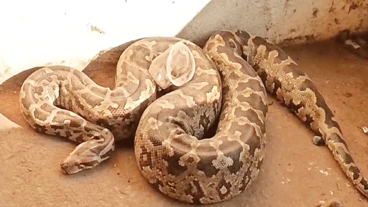Python Video: పొలంలో కదలలేని స్థితిలో భారీ కొండచిలువ.. డౌట్ వచ్చి పొట్టను చీల్చి చూడగా..!