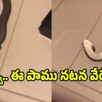 Viral Video: ఈ పాము ఆస్కార్ పర్ఫార్మెన్స్.. వీడియో చూస్తే షాక్ అవ్వాల్సిందే బ్రో..