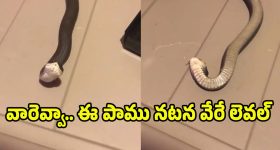 Viral Video: ఈ పాము ఆస్కార్ పర్ఫార్మెన్స్.. వీడియో చూస్తే షాక్ అవ్వాల్సిందే బ్రో..