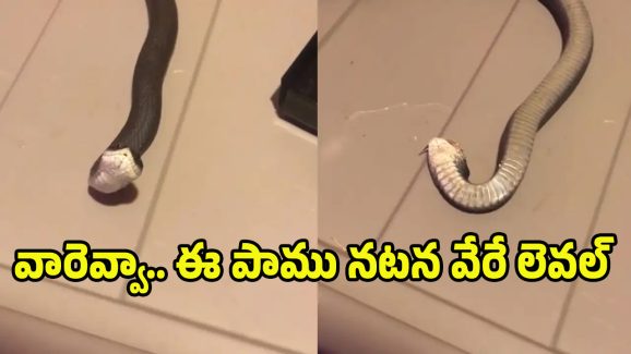 Viral Video: ఈ పాము ఆస్కార్ పర్ఫార్మెన్స్.. వీడియో చూస్తే షాక్ అవ్వాల్సిందే బ్రో..