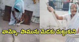 Snake Video: నువ్వు సూపర్ బామ్మ.. 70 ఏళ్ల వయస్సులో భారీ పామును అవలీలగా..! వీడియో వైరల్