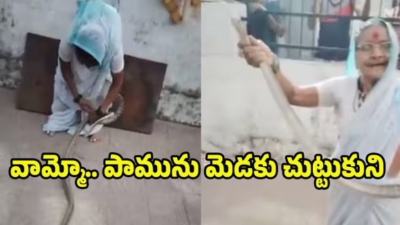 Snake Video: నువ్వు సూపర్ బామ్మ.. 70 ఏళ్ల వయస్సులో భారీ పామును అవలీలగా..! వీడియో వైరల్