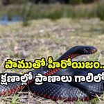 Snake bite viral video: పాముతో గేమ్స్.. మెడలో వేసి మరీ రెచ్చగొట్టాడు.. చివరికి?