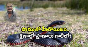Snake bite viral video: పాముతో గేమ్స్.. మెడలో వేసి మరీ రెచ్చగొట్టాడు.. చివరికి?