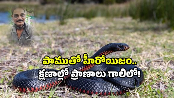 Snake bite viral video: పాముతో గేమ్స్.. మెడలో వేసి మరీ రెచ్చగొట్టాడు.. చివరికి?