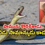 Snake viral news: తాచు పామును కొరికిన ఏడాది బాలుడు.. అతడు బతికాడు, అది చచ్చింది.. ఎక్కడంటే?
