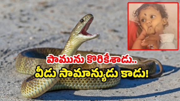 Snake viral news: తాచు పామును కొరికిన ఏడాది బాలుడు.. అతడు బతికాడు, అది చచ్చింది.. ఎక్కడంటే?