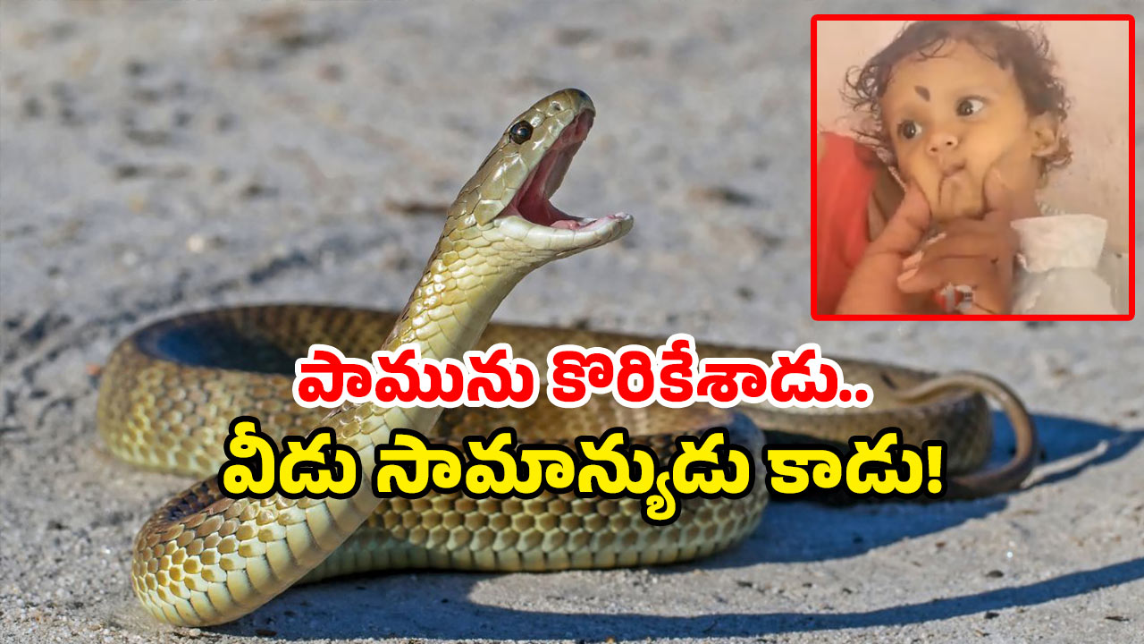 Snake viral news: తాచు పామును కొరికిన ఏడాది బాలుడు.. అతడు బతికాడు, అది చచ్చింది.. ఎక్కడంటే?