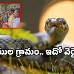 Snake viral videos: మేనమామా అంటే.. పాములు పలికే ఊరు తెలుసా.. మన దేశంలోనే!